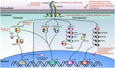 Frontiers Breaking down the cellular responses to type I